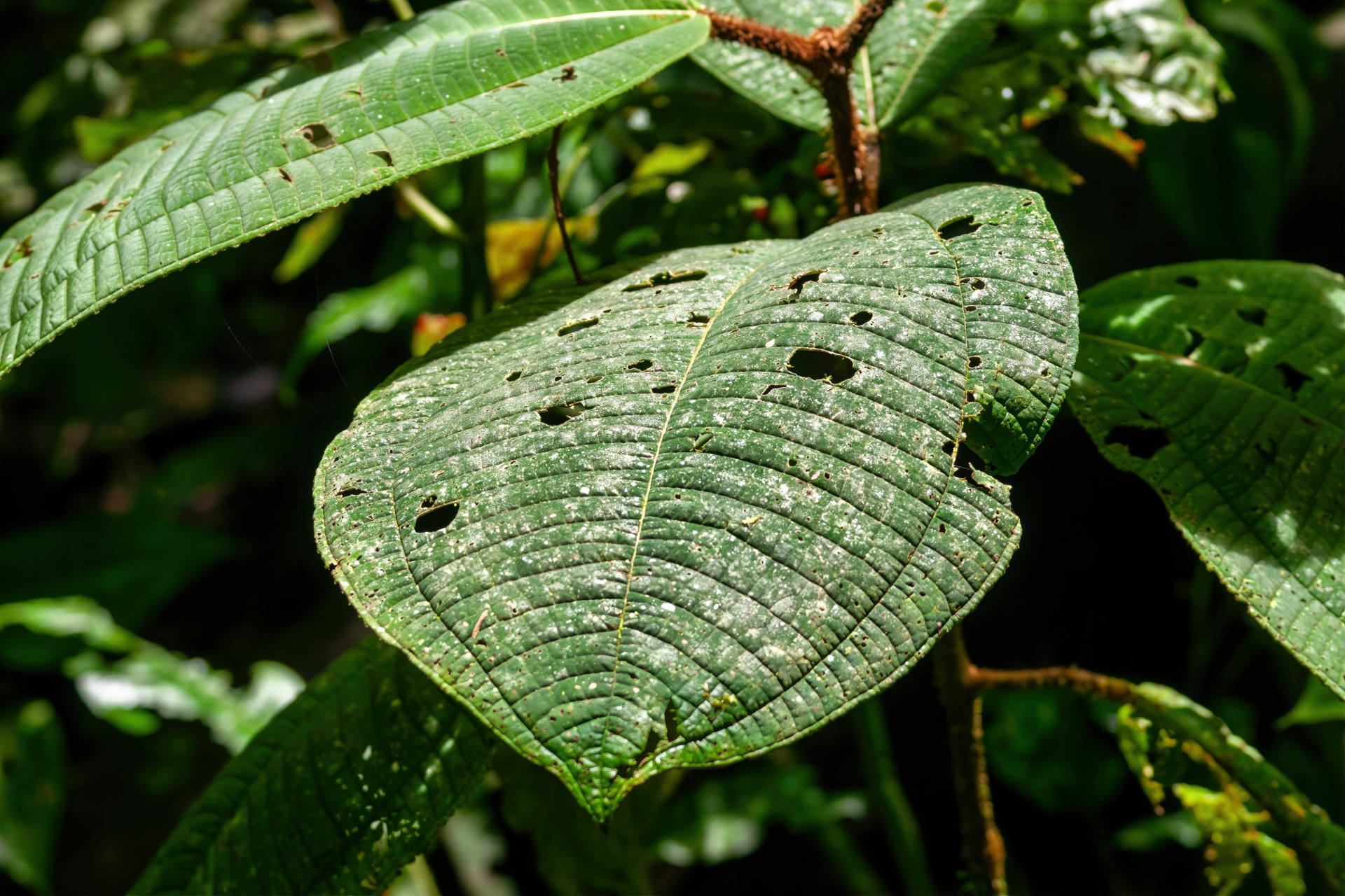 Überall im Hängebrückenpark stößt man auf eine reiche Pflanzenwelt
